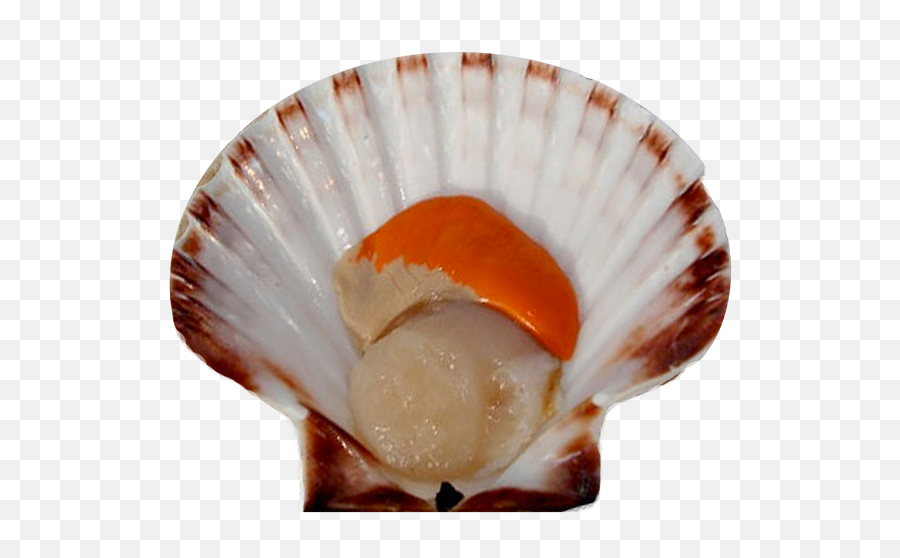 Scallop Png 2 Image - Scallops Png,Scallop Png