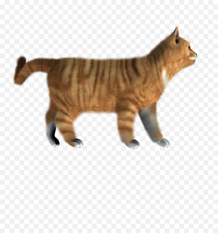 Cat Png Transparent Background Images Free - Cat Side View Png,Cat Png Transparent