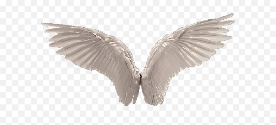 Angel Wings Png Photos - Transparent Background Angel Wings Png,Wing Png
