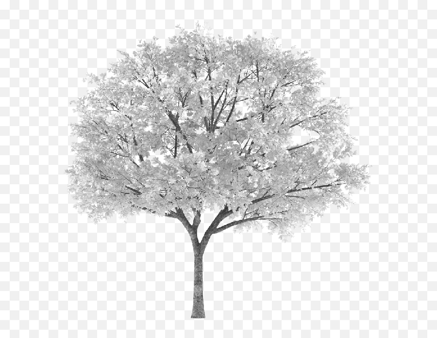 Download Tree Arbol Snowy Nevado White - Autumn Tree Png,Arbol Png