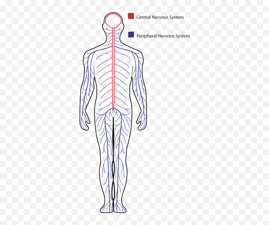 The Nervous System By 201804265 Nervous System Drawing Diagram Png Free Transparent Png Images Pngaaa Com