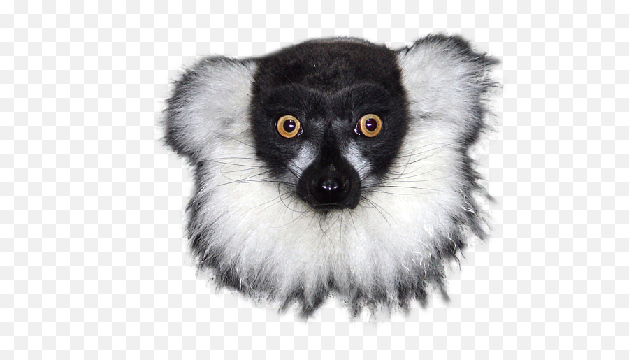 Mr Lemur - Shirt Lemur With No Background Png,Shirt Transparent Background