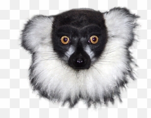 Mr Lemur - Shirt With No Background png