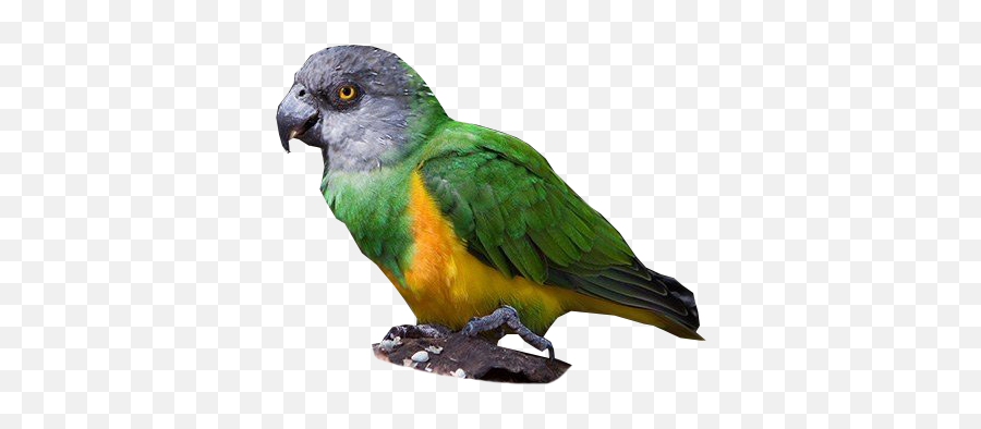 Download Hd Senegal Parrot - Niam Niam Parrot Transparent Senegal Parrot Png,Parrot Transparent