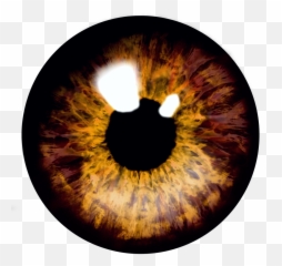 Eyes Eyeball Eyeballs - Brown Eye Iris Png,Eye Ball Png