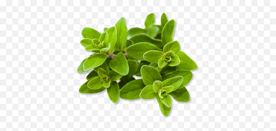 Marjoram Png Images - Sweet Marjoram,Oregano Png