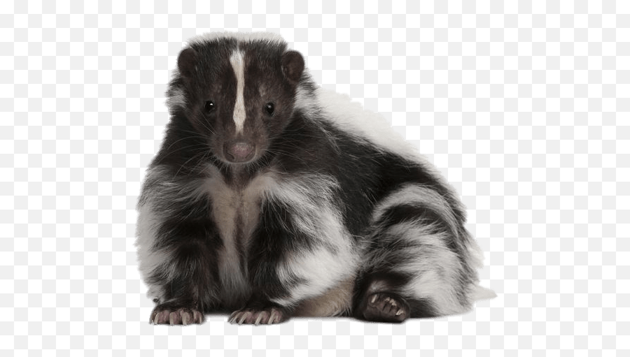 Cute Skunk Transparent Png - Skunk Transparent Background,Skunk Transparent