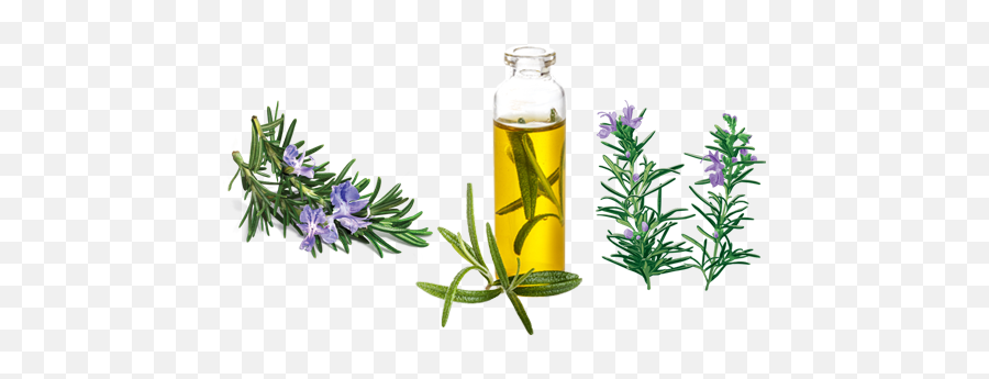 Rosemary Essence - Rosemary Essential Oil Png,Rosemary Png