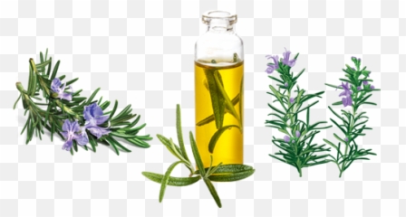 Rosemary Essence - Rosemary Essential Oil Png,Rosemary Png