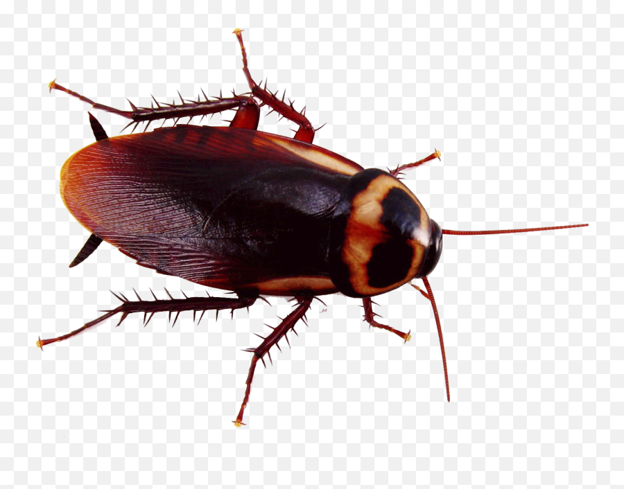Cockroach Png Image - Smallest Cockroach In The World,Cockroach Png
