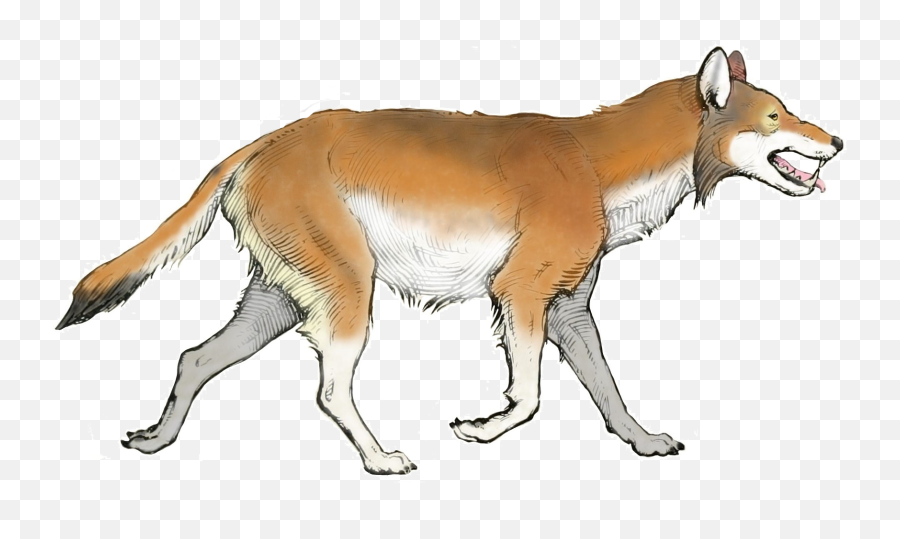 The American Museum Journal - Canis Dirus Png,Fox Transparent Background