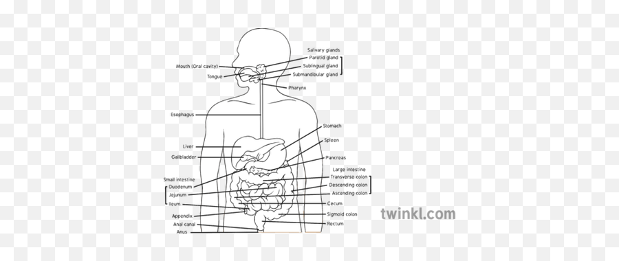 Human Digestive System Labelled - Horizontal Png,Digestive System Png