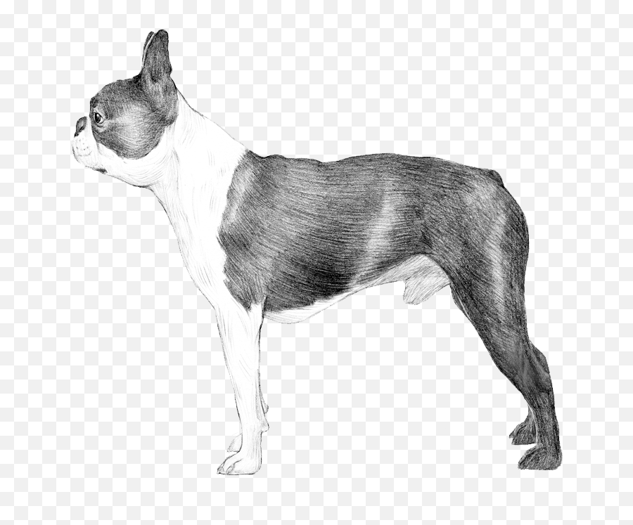 Dog Breed Info Photos - Collar Png,Boston Terrier Png