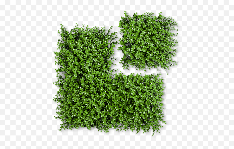 Boxwood Eden Artificial Hedge - Moss Png,Boxwood Png