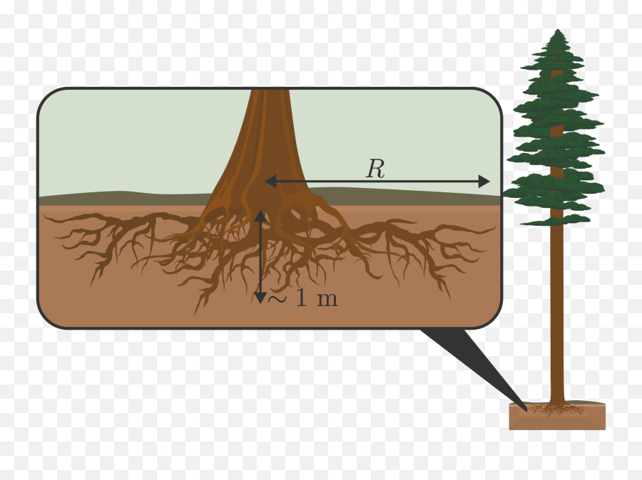 Redwood Tree - This Soil Is Its Mass Times This Weight Soil Png,Redwood Tree Png
