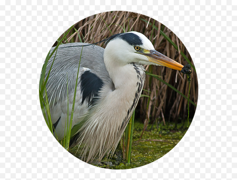 Intaka - Intaka Bird Png,Heron Icon