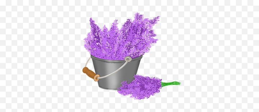 Free Fragrance Perfume Illustrations - English Lavender Png,Lavendar Bush Icon