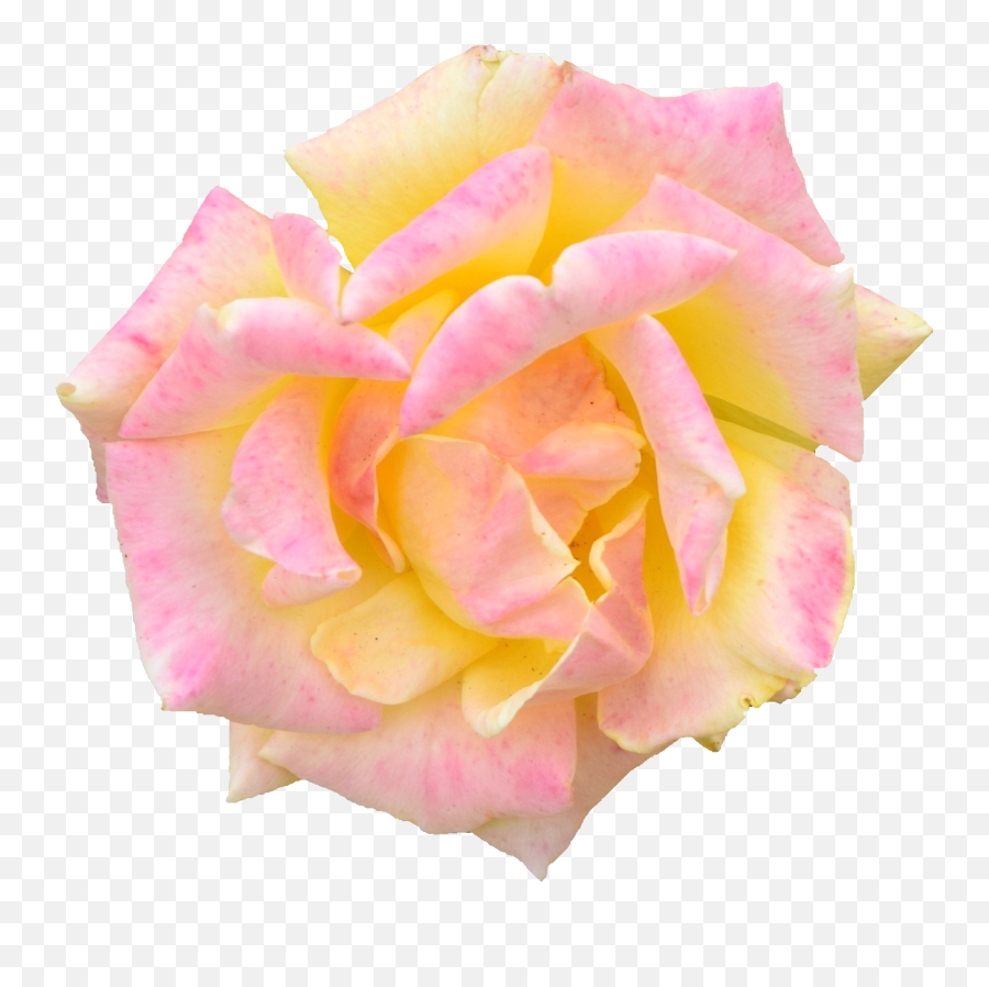 6 Pink Rose - Hybrid Tea Rose Png,Real Rose Png