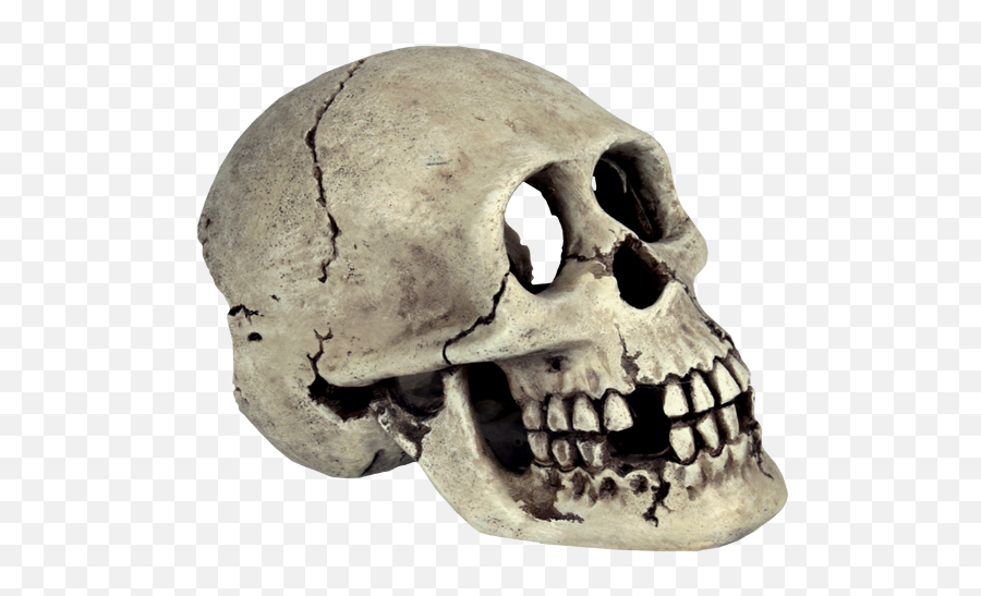 Skull Human Skeleton Bone - Skull Png Transparent Background Skeleton Head Transparent Background,Skull Png Transparent
