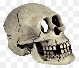 Skull Human Skeleton Bone - skull png transparent background Skeleton Head Transparent Background