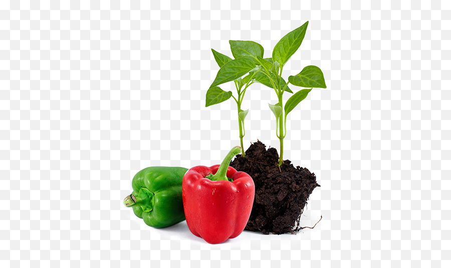 Bell Peppers Solanacae C Green - Red Bell Pepper Png,Green Pepper Png