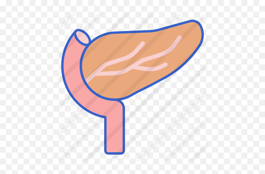 Pancreas - Free Medical Icons Meat Png,Pancreas Icon