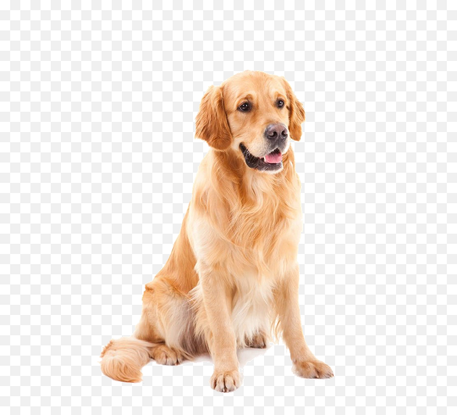 Download Golden Shih Tzu Pet Dog Poodle Yorkshire Clipart - Golden Retriever Labrador Mischling Png,Shih Tzu Icon