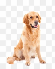 Download Golden Shih Tzu Pet Dog Poodle Yorkshire Clipart - Retriever Labrador Mischling png