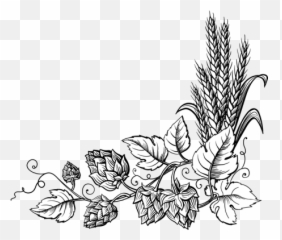 Hops Beer Common Hop Png Download Free - Hop Png,Hops Png