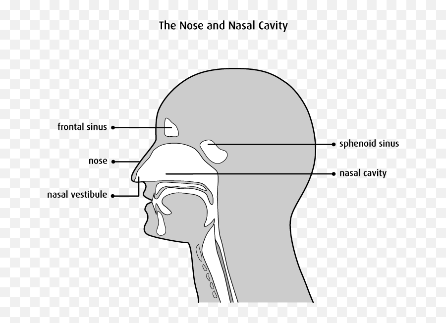 The Nasal Cavity And Paranasal Sinuses - Canadian Cancer Society Nasal Vestibule And Nasal Cavity Png,Nose Transparent