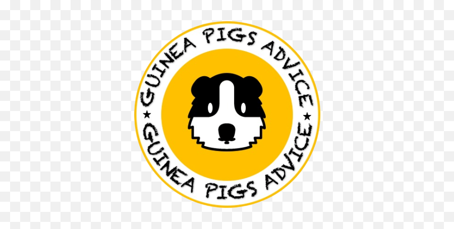 Can Guinea Pigs Eat Blueberries Risks Benefits U0026 Proportion - Language Png,Guinea Pig Icon