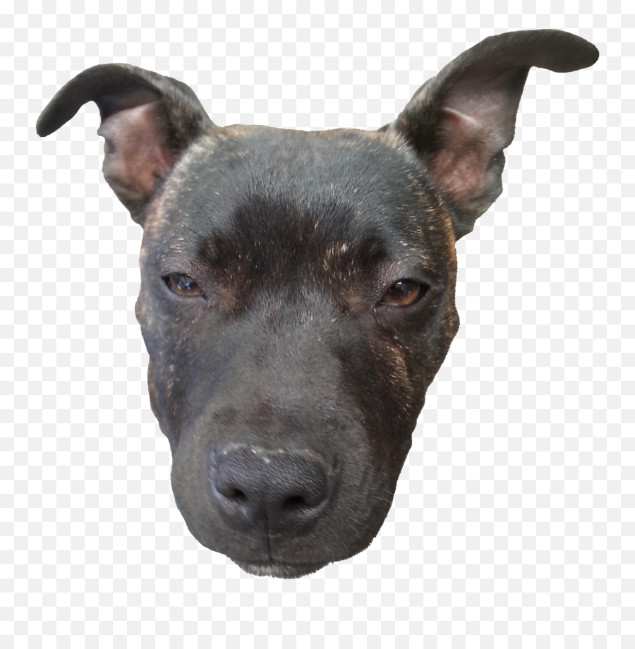 Download Doge Head Transparent - Dog Head Transparent Png,Animal Head Png