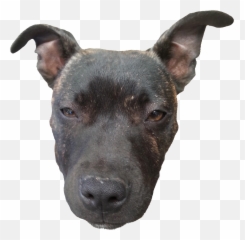 Download Doge Head Transparent - png