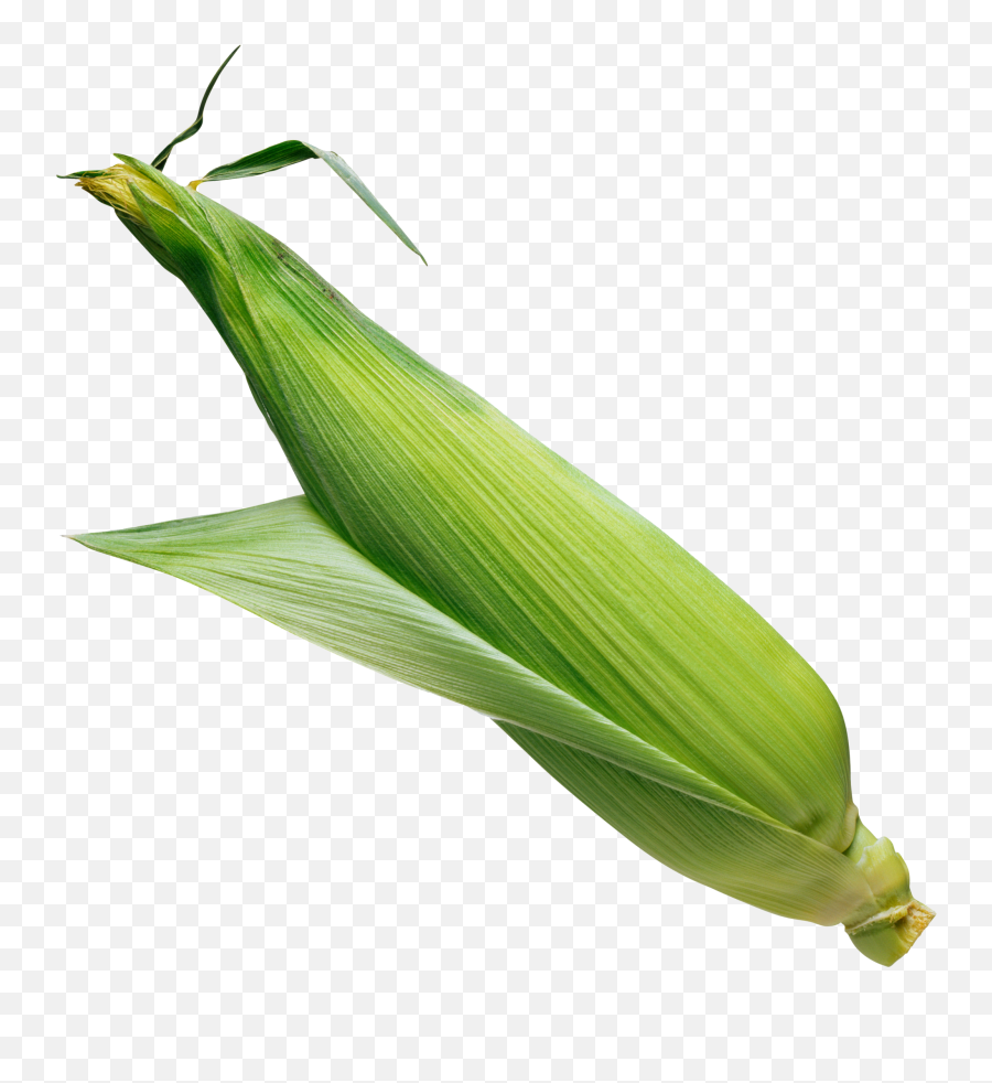 Corn Png Alpha Channel Clipart Images Pictures With - Corn Image Transparent Png,Corn Clipart Png
