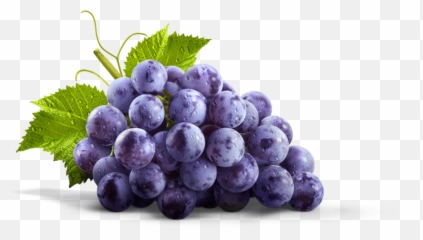 Transparent Grapes Purple Picture 1230485 - Grape Juice Png