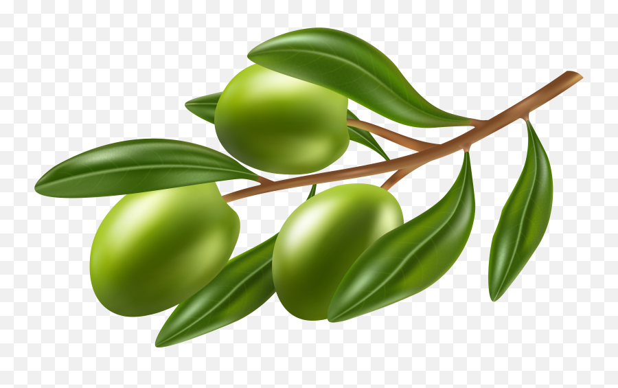 Olive Clipart Png