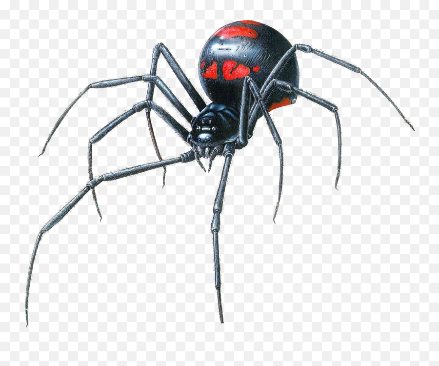 Black Widow Spider Transparent Png - Black Widow Spider Drawing,Black Widow Png
