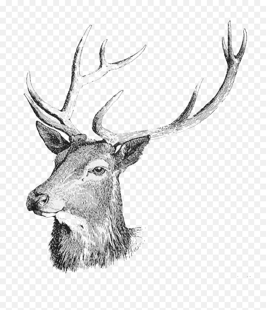 Deer Head Png Free Download - Deer Drawing Png,Deer Head Png