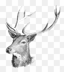 download deer head png image with tanduk rusa vektor png free transparent png images pngaaa com tanduk rusa vektor png