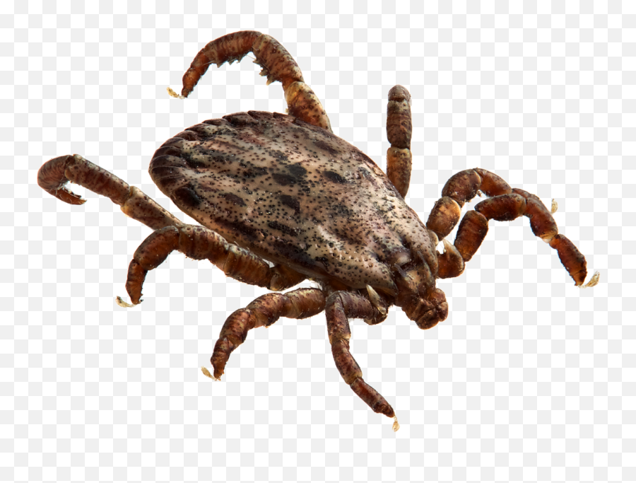 Tick Insect Png - Tick,Checkmark Png Transparent