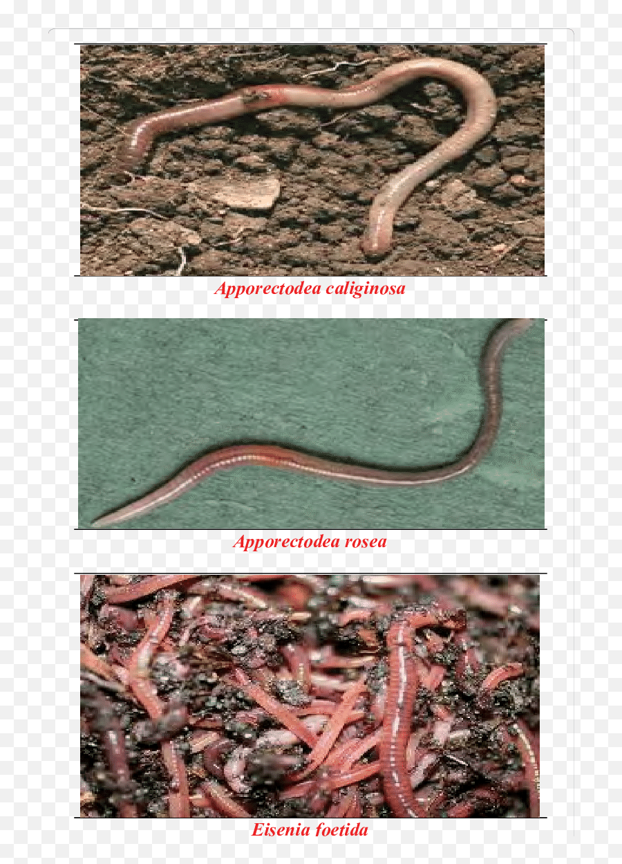 Identified Earthworms From Study Areas - Earthworm Png,Earthworm Png
