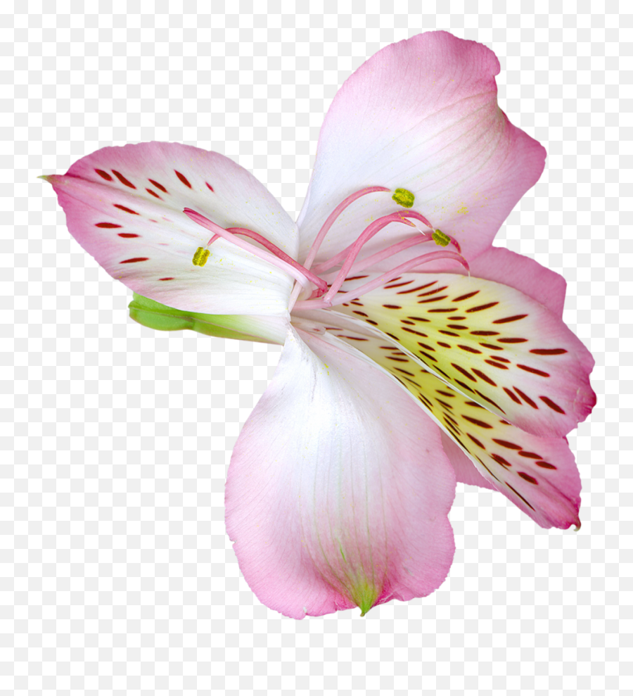 Lily Transparent Background Picture Png