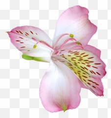 Lily Transparent Background Picture Png