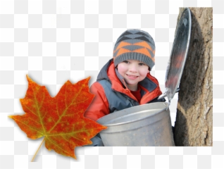 Sugarbush Maple Syrup Festival Has Been Cancelled - Sugarbush Maple Syrup Festival 2019 Png,Maple Syrup Png