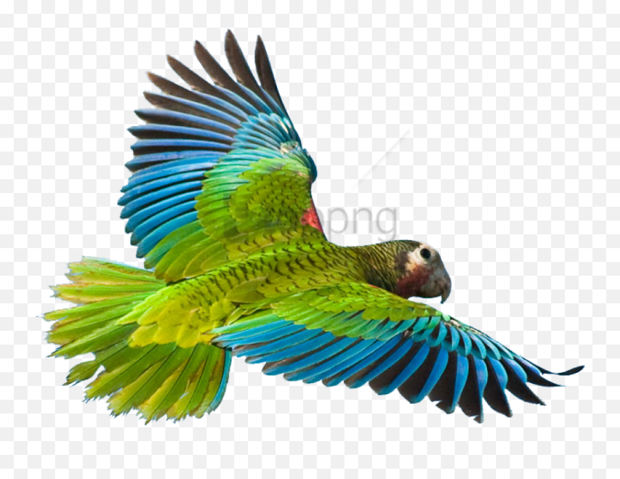 Rainforest Animals Png Picture 381443 - Flying Parrot Png,Rainforest Png