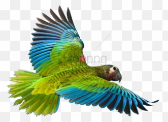 Rainforest Animals Png Picture 381443 - Flying Parrot Png,Rainforest Png