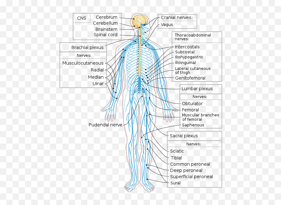 Anatomy Of The Nervous System Facts Functions U0026 Divisions - Nerves In The Human Body Png,Nervous System Png
