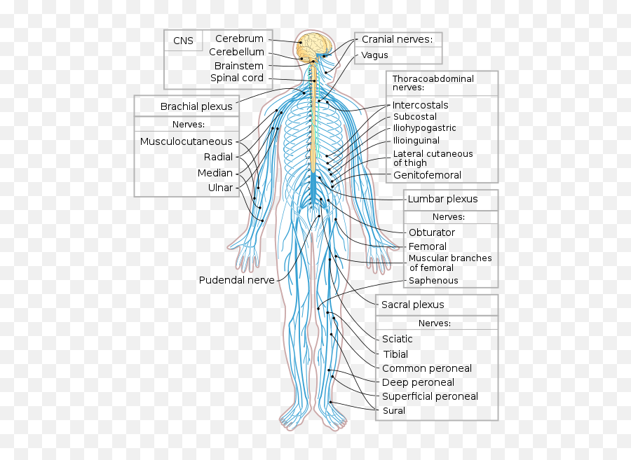 Нервная система человека схема периферическая. Схема периферической нервной системы. Нервная система человека схема. Нервная система человека строение рисунок. Нервные окончания на теле человека схема.