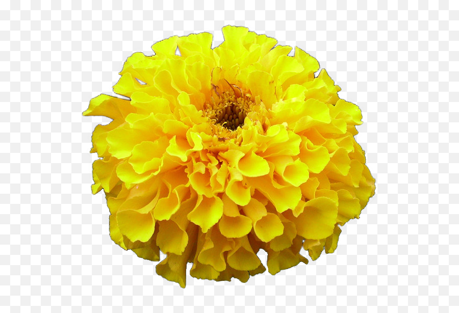 Download Cut Portable Graphics Artificial Blog Chrysanthemum - English Marigold Png,Marigold Png