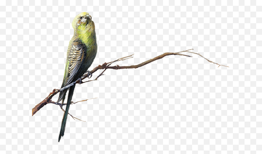Bird Transparency And Translucency Clip Art - Parrot Png Bird Transparency,Parrot Transparent